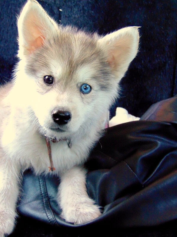 Малыш мамы хаски. - nadyasilyuk Вознюк Малыш мамы хаски. - nadyasilyuk Вознюк