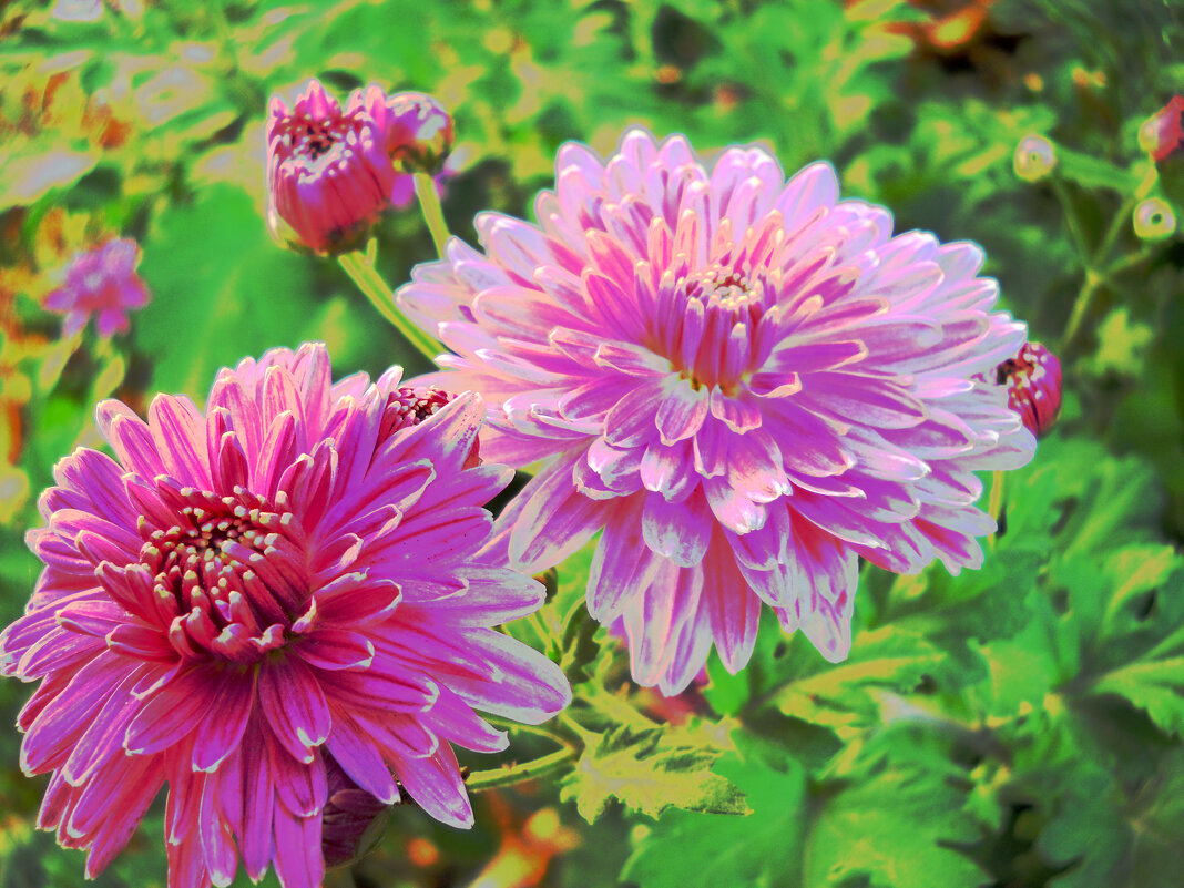 Хризантемы - Victoria 