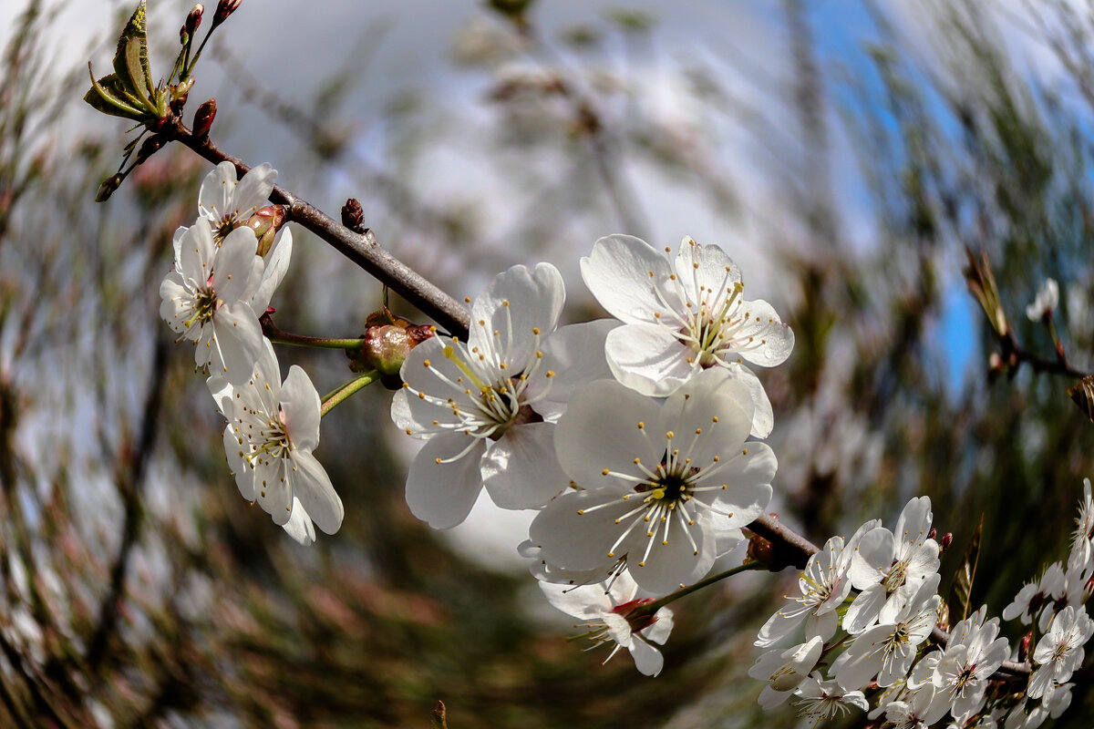 Весеннее настроение - Игорь Викторов