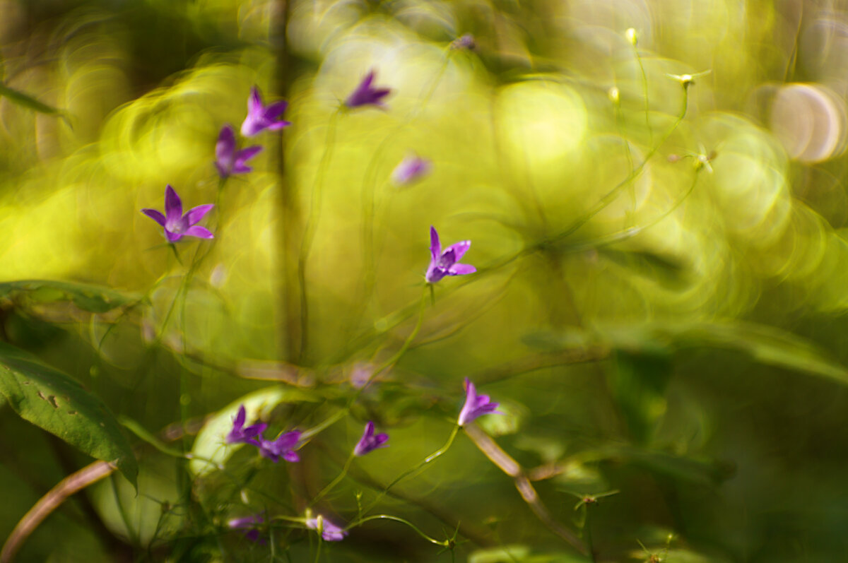 Цветики - sorovey Sol