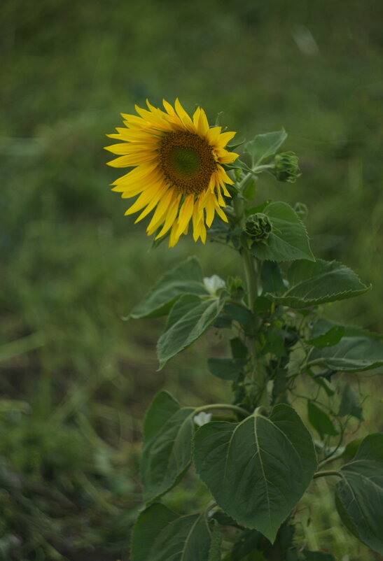 Диссидент. - Михаил Полыгалов Диссидент. - Михаил Полыгалов