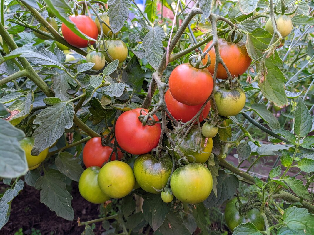 Зреют томаты - Владимир Зыбин Зреют томаты - Владимир Зыбин