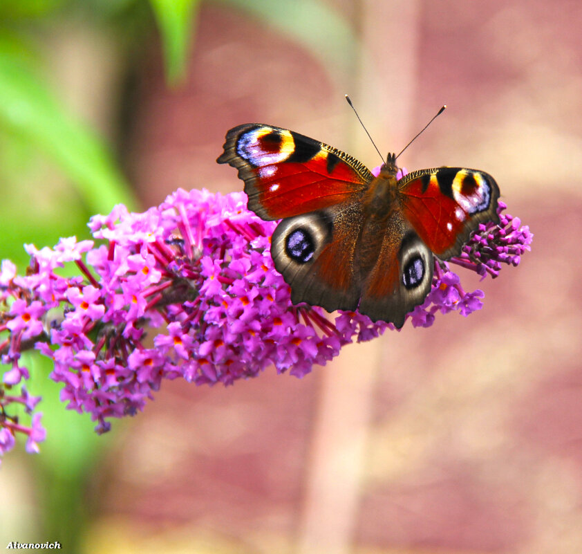 "Глазастая" - Андрей Иванович (Aivanovich-2009) "Глазастая" - Андрей Иванович (Aivanovich-2009)
