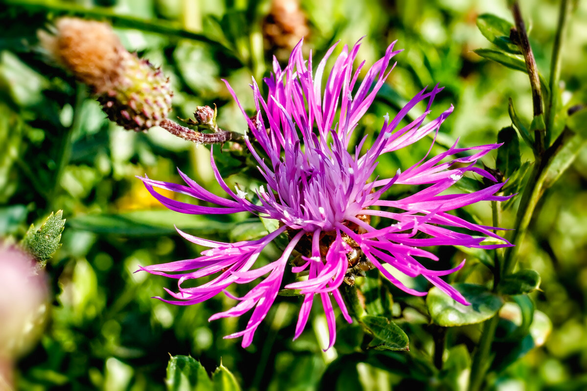 Сиреневый.. - Юрий Стародубцев Сиреневый.. - Юрий Стародубцев