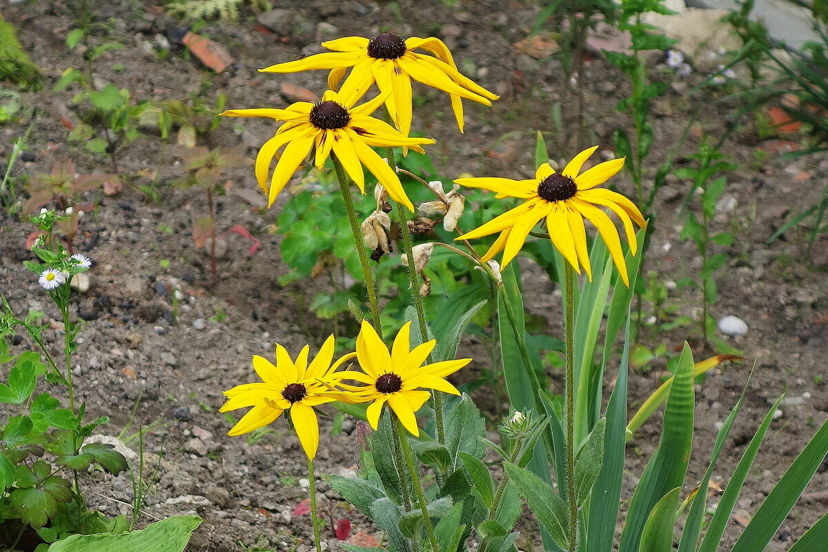 Рудбекия - Маргарита Батырева Рудбекия - Маргарита Батырева
