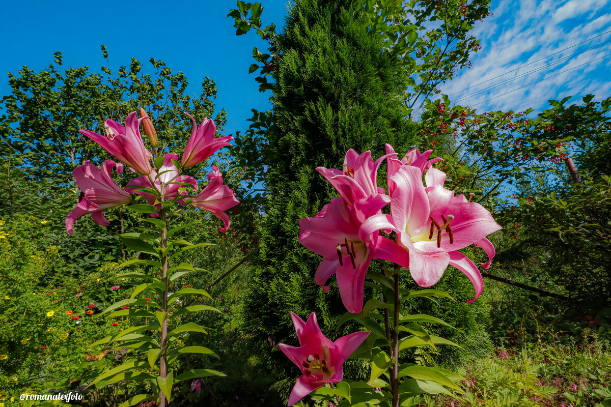 Лилии - Роман Алексеев