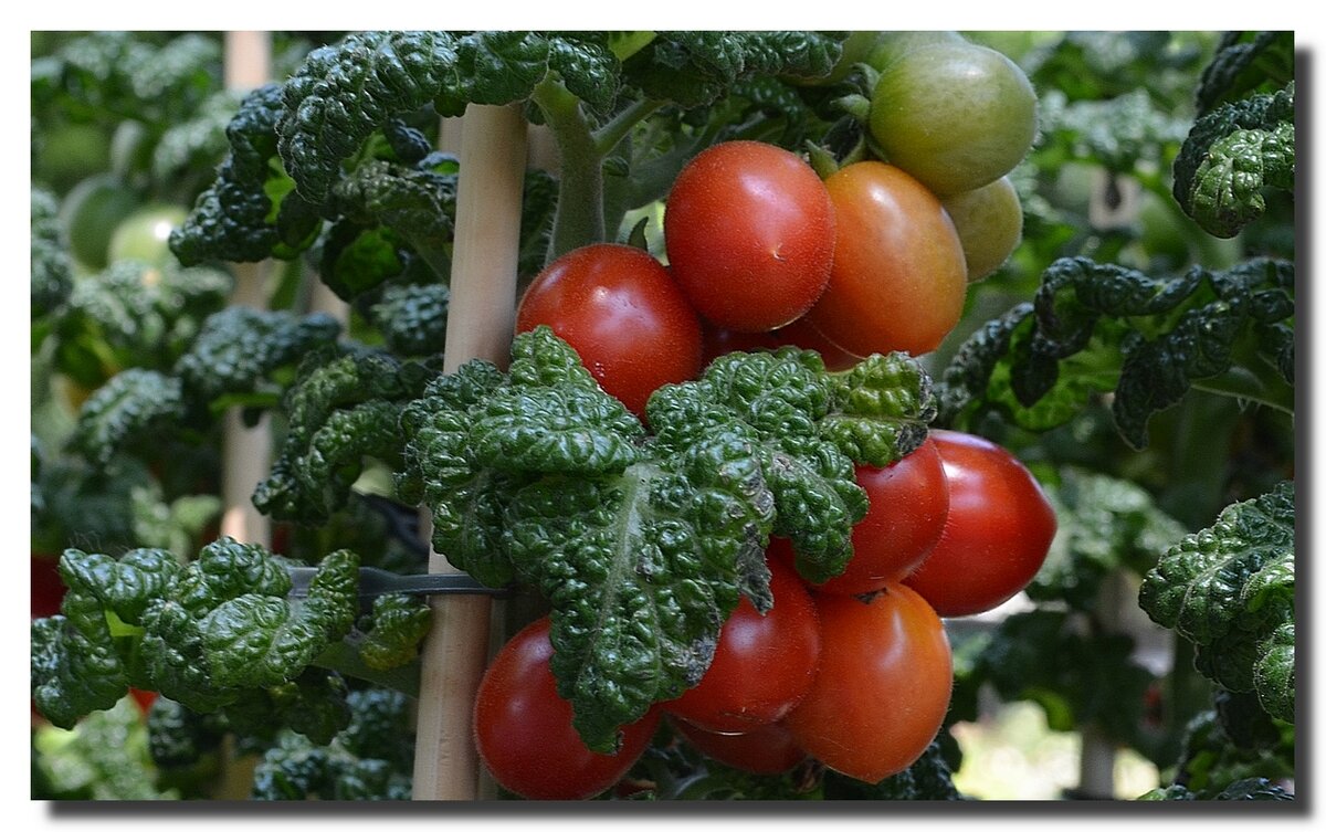 АХ, ПОМИДОРЧИКИ... - Анатолий Восточный АХ, ПОМИДОРЧИКИ... - Анатолий Восточный