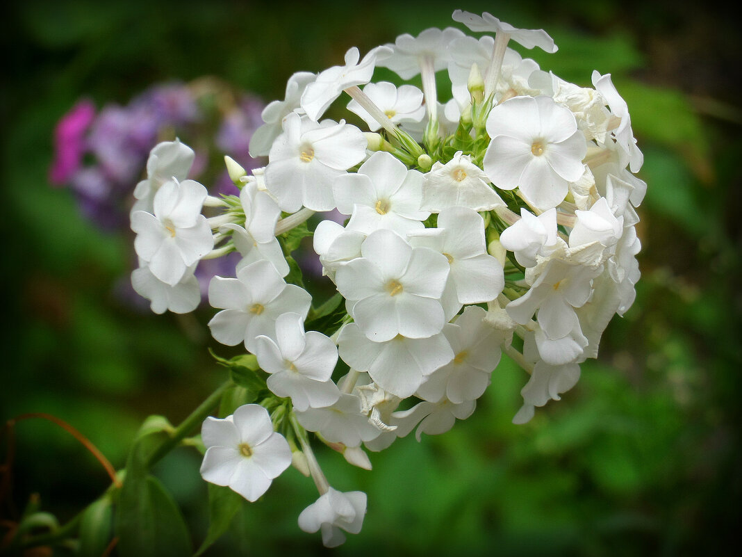 Белые флоксы - MarinaKiseleva Белые флоксы - MarinaKiseleva