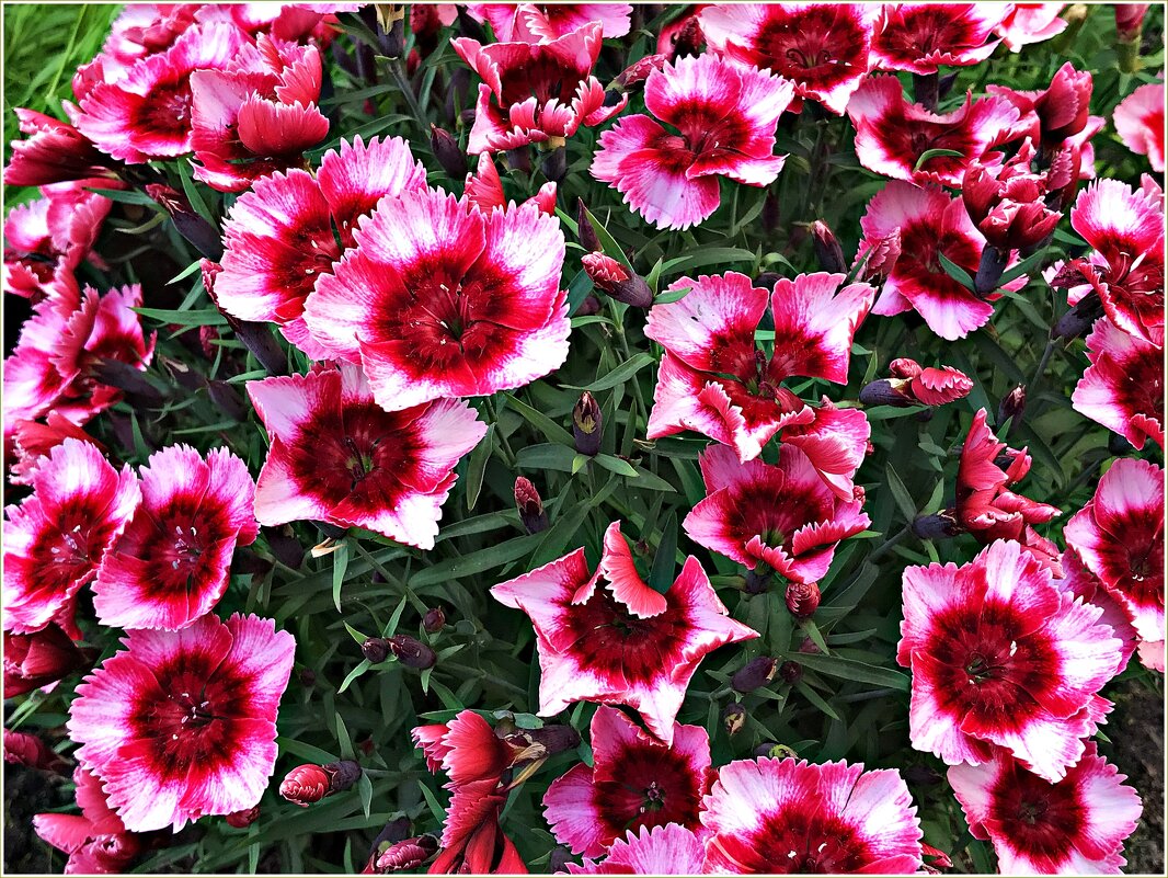 Гвоздичный коврик. - Валерия Комова Гвоздичный коврик. - Валерия Комова