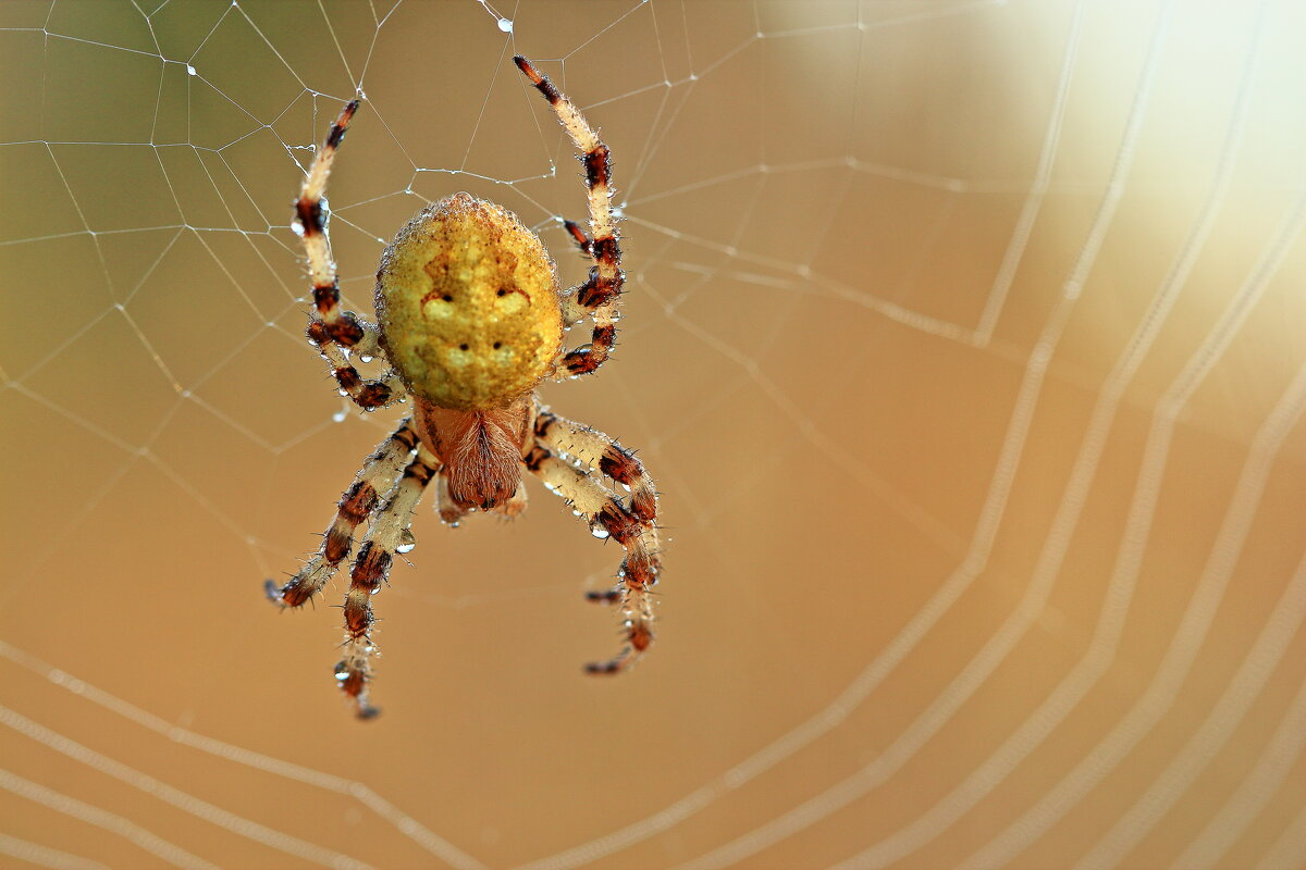 *** - Олег Резенов