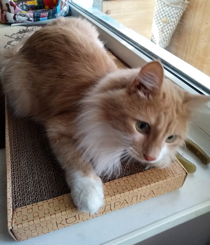 Собственник - Татьяна Р Собственник - Татьяна Р