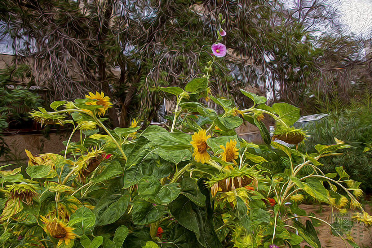 Подсолнухи - Анатолий Чикчирный