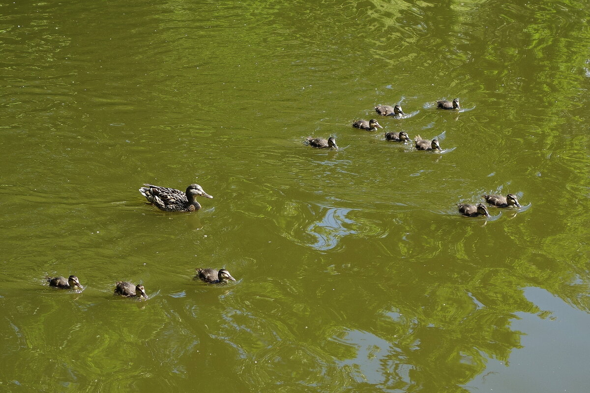 Утиный выводок - Маргарита Батырева