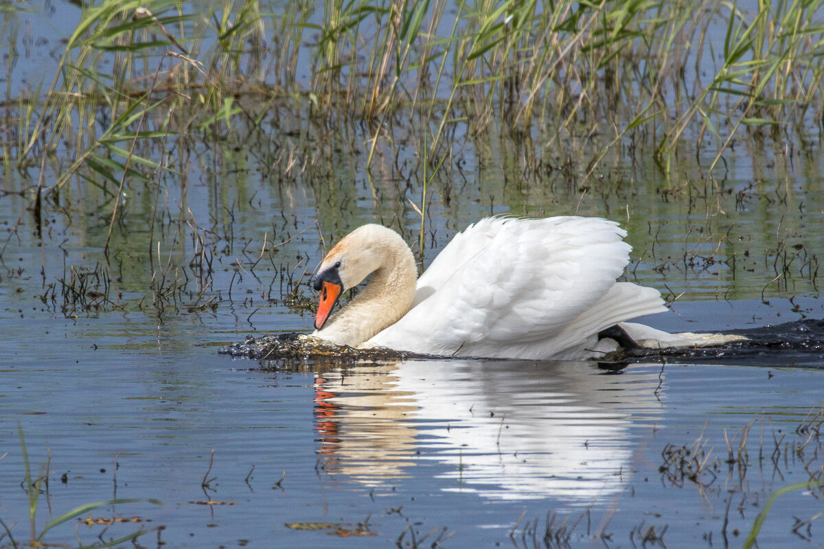 Лебедь-шипун - Георгий Кулаковский Лебедь-шипун - Георгий Кулаковский