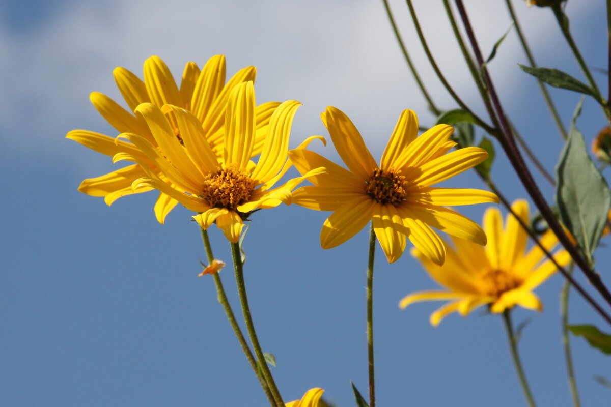 этюд - Владимир Холодницкий этюд - Владимир Холодницкий