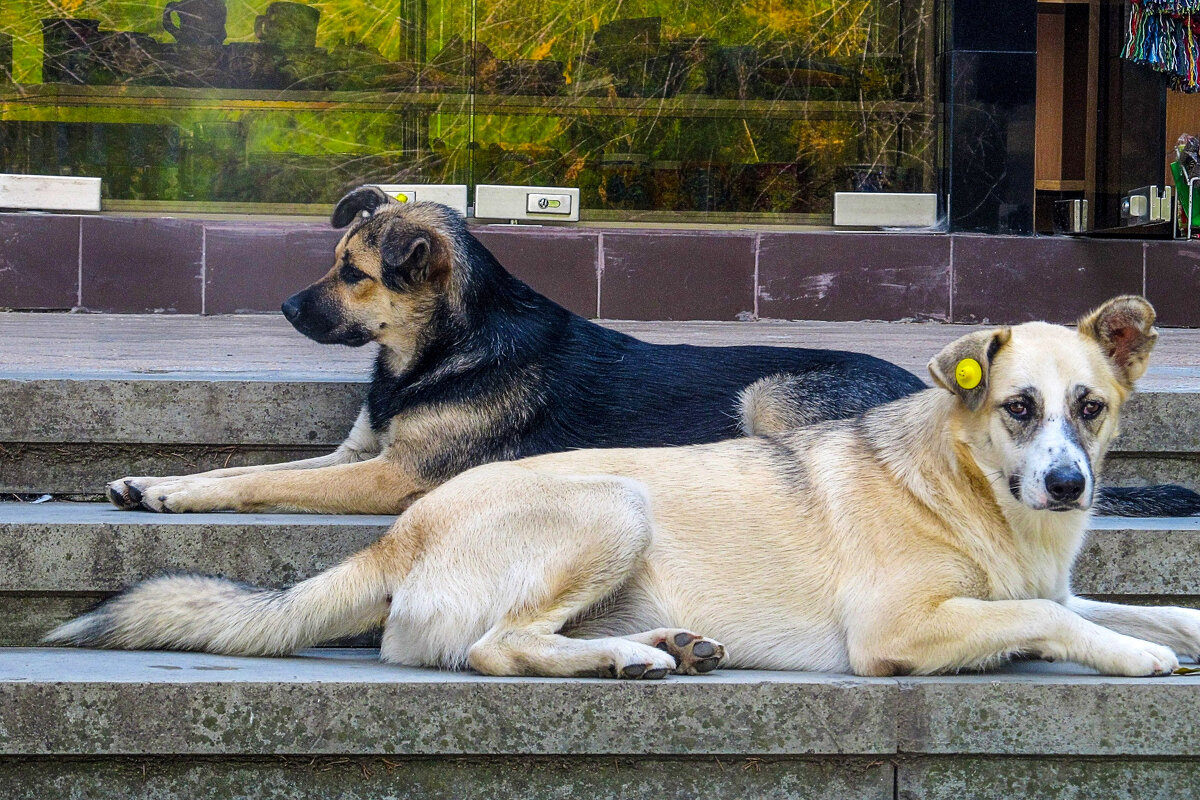 Чипированые - AZ east3