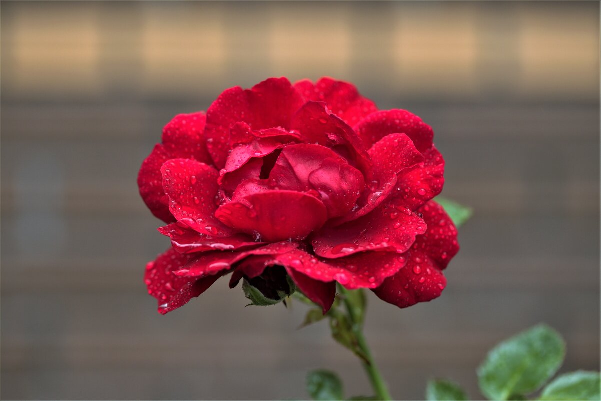 август, август ...скоро осень - Александр лялин