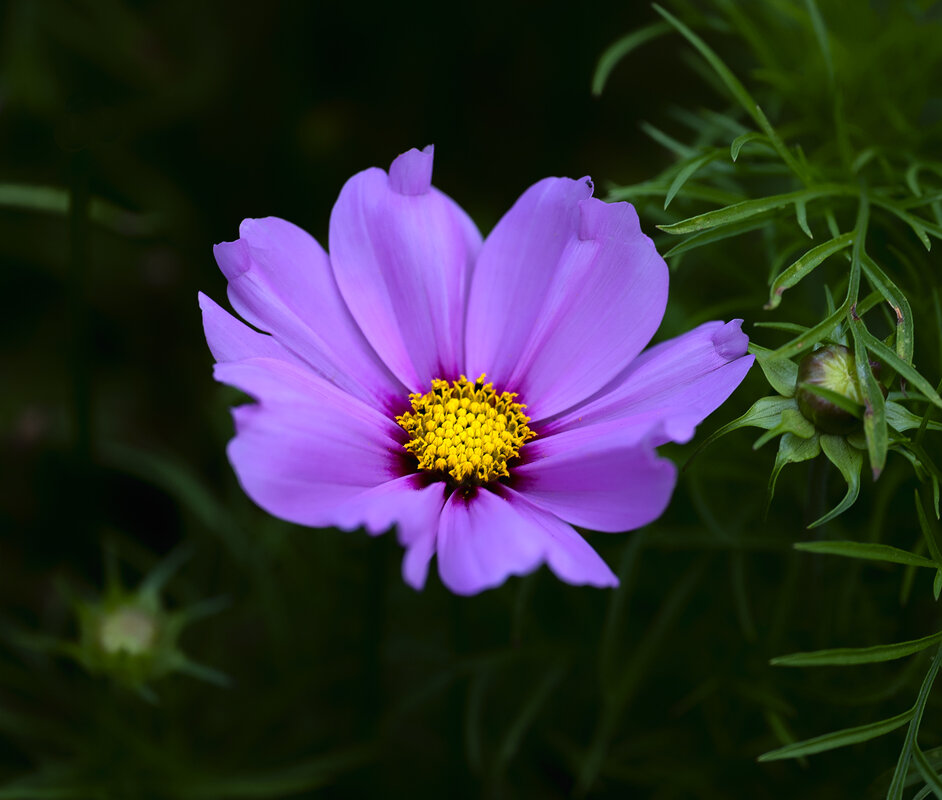 in purple - Zinovi Seniak