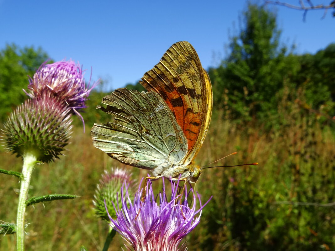 Перламутровка пандора (лат. Argynnis pandora) —Самка. Поизносила наряд за лето. - ivan 