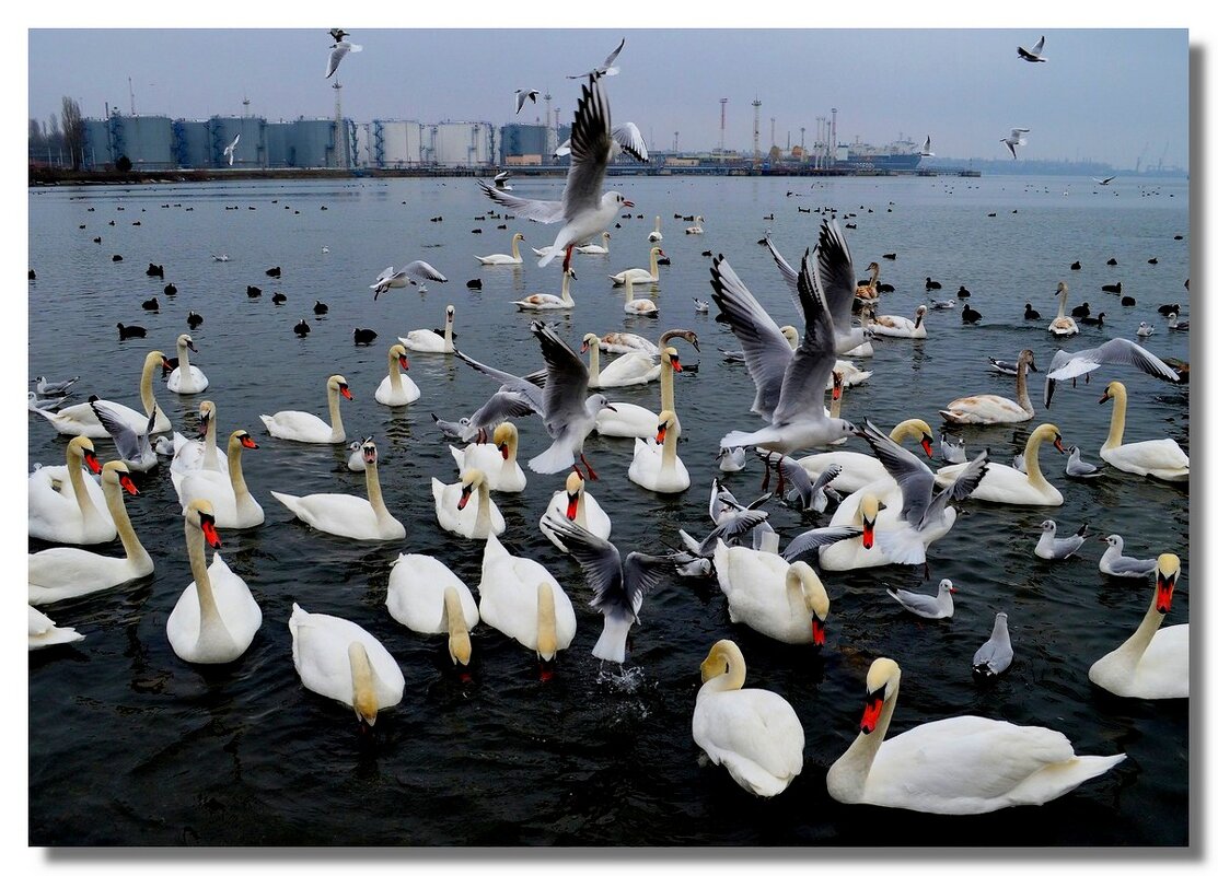 ЛЕБЕДИНОЕ ОЗЕРО ЗИМОЙ - Анатолий Восточный ЛЕБЕДИНОЕ ОЗЕРО ЗИМОЙ - Анатолий Восточный