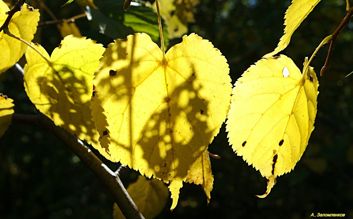Осень золотая.. - Андрей Заломленков Осень золотая.. - Андрей Заломленков