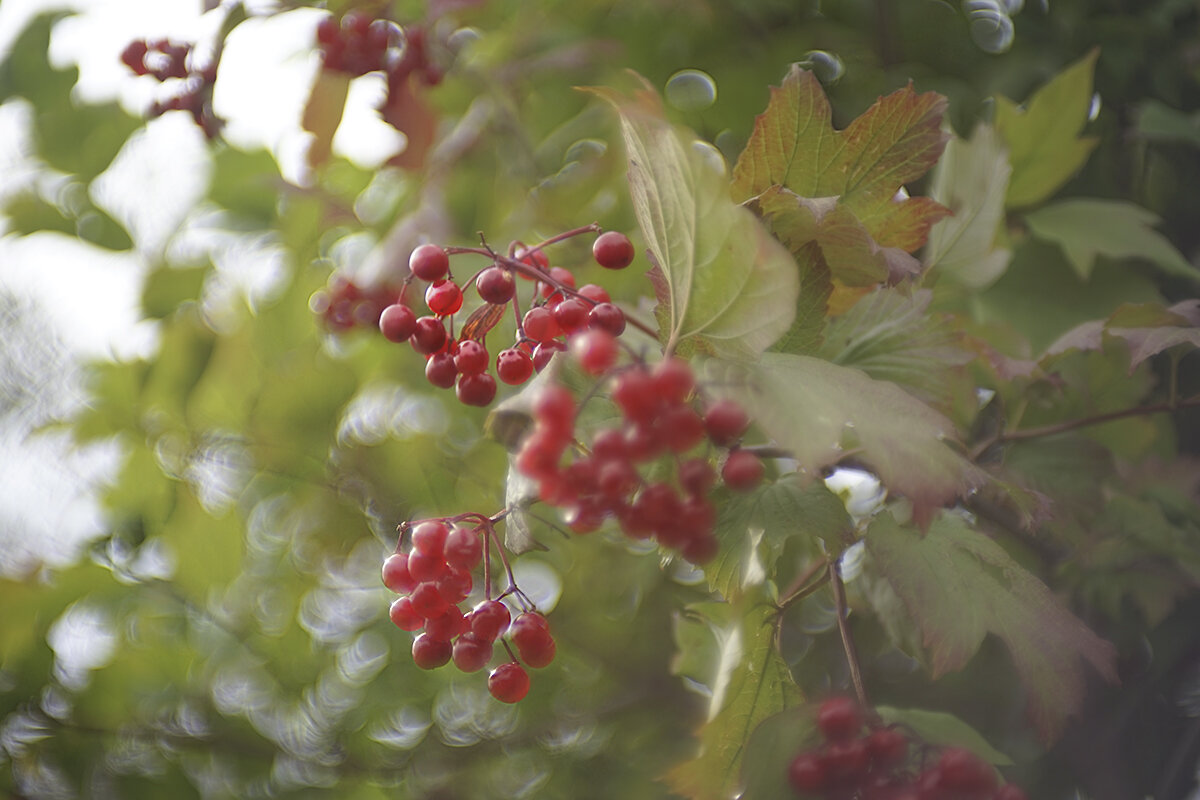 Калиновый цвет - sorovey Sol Калиновый цвет - sorovey Sol