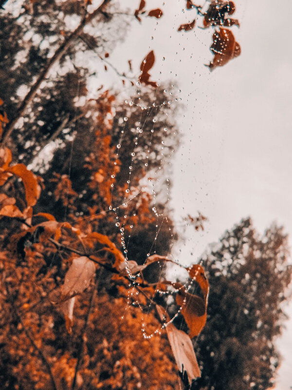 После дождя. - Виктория Писаренко