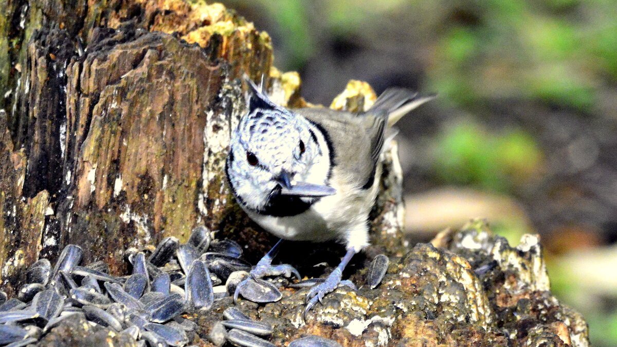 Новая встреча с синичкой гренадёркой на пеньке с семечками - 2 - Сергей Новая встреча с синичкой гренадёркой на пеньке с семечками - 2 - Сергей