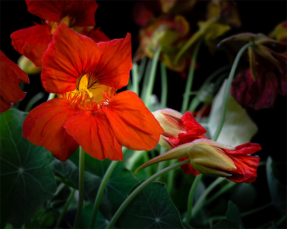 Настурция - Игорь Константинов