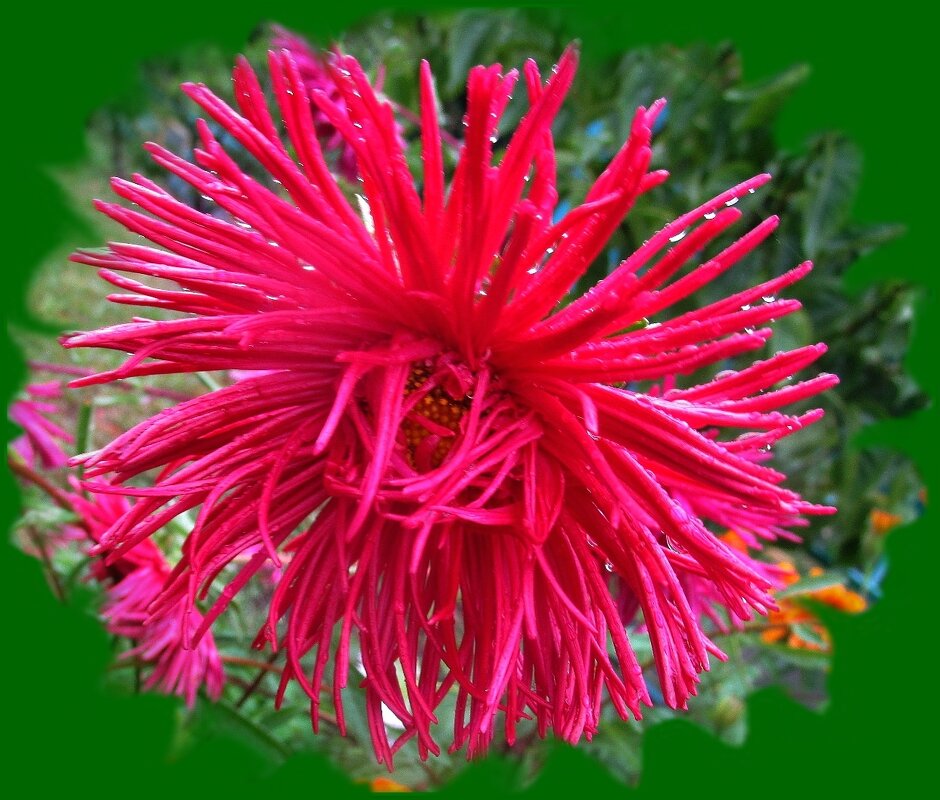 Прекрасная астра - Ольга Довженко