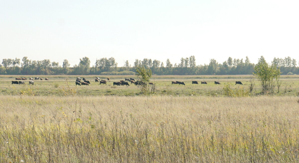 Стадо на выпасах. - сергей ермошкин Стадо на выпасах. - сергей ермошкин