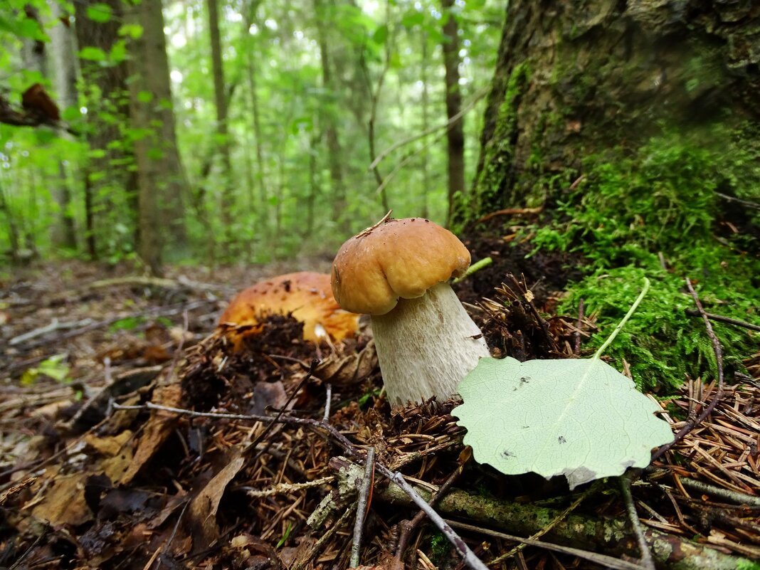 В лесу встречает грибников ... - Елена Kазак (selena1965) В лесу встречает грибников ... - Елена Kазак (selena1965)