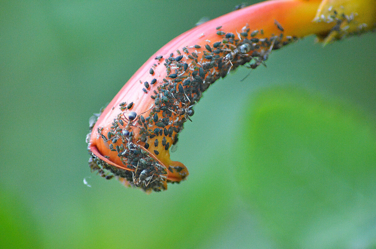 Пастухи и стадо... - Михаил Болдырев Пастухи и стадо... - Михаил Болдырев