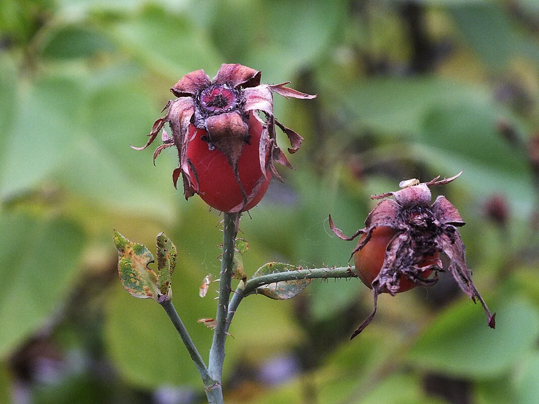 ** - Зоя Мишина ** - Зоя Мишина