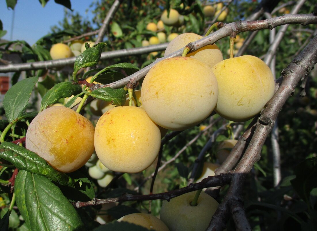 Урожай. - Татьяна Иваненкова