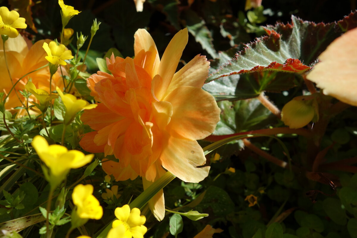 День в солнце как в меду... - Galina Dzubina День в солнце как в меду... - Galina Dzubina