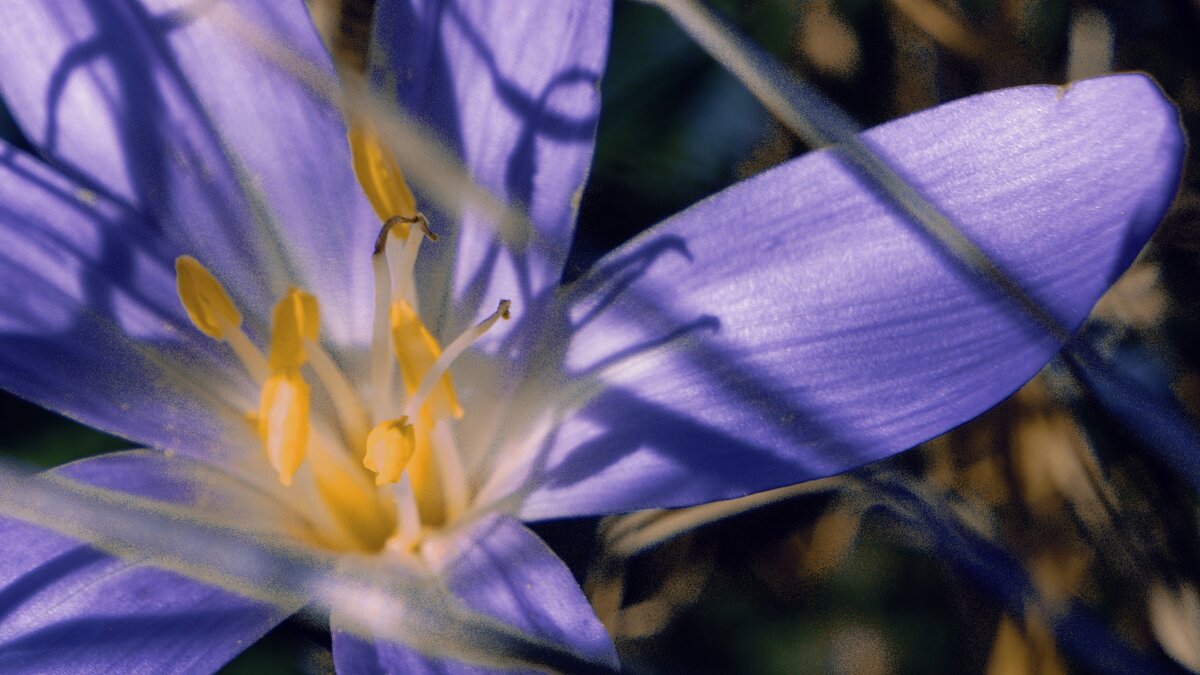 Colchicum autumnale - Jiří Valiska