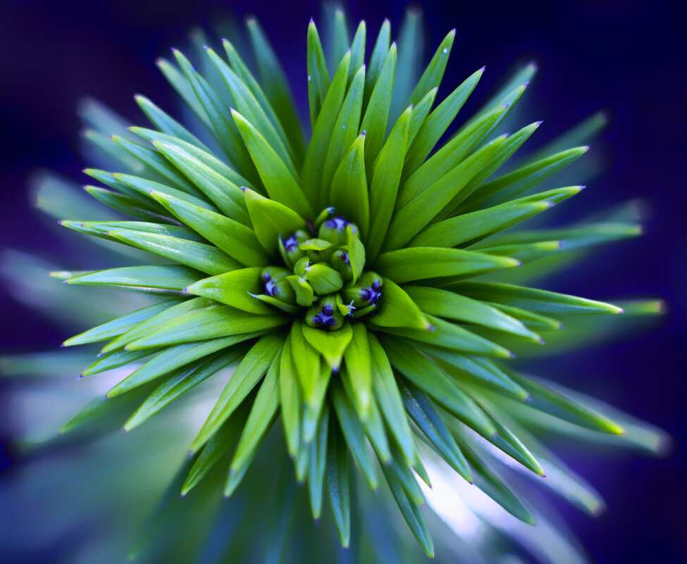 lily - Zinovi Seniak