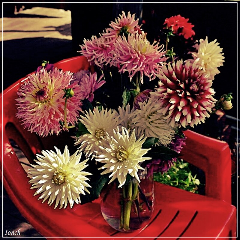 Георгины сентября - muh5257 