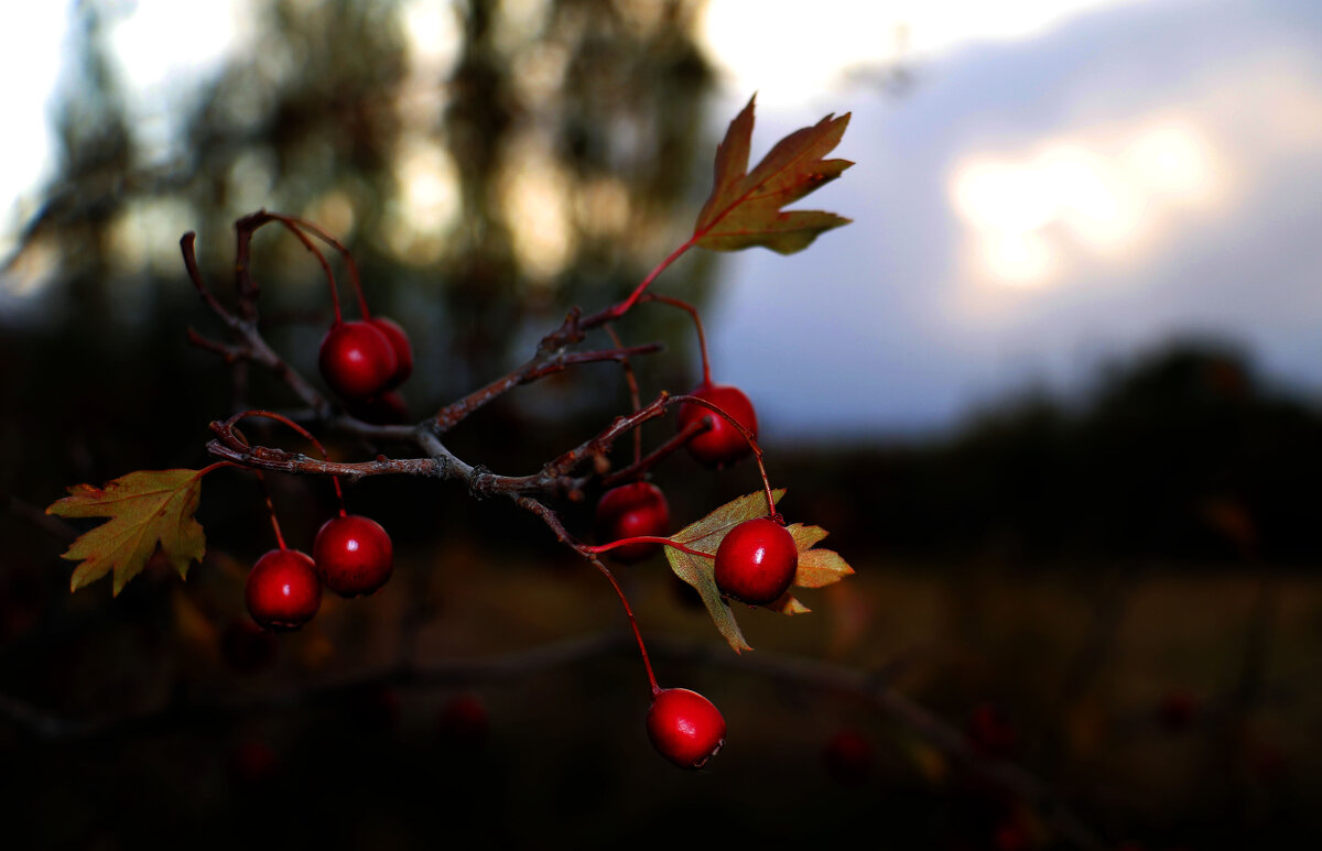 долана - Алтынбек Картабай