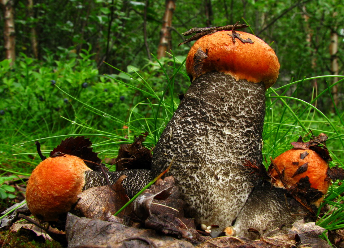 Змей Горыныч. - игорь кио 