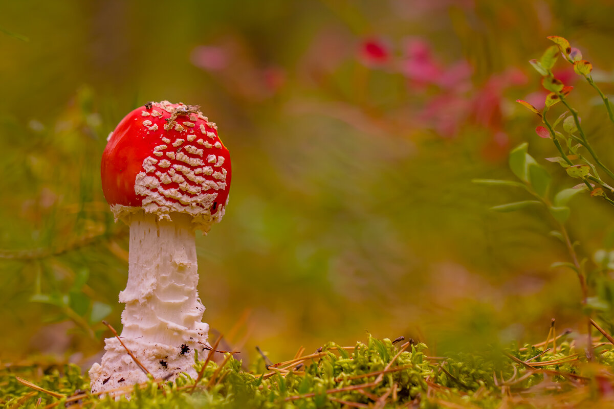 ... - Андрей Бурлов