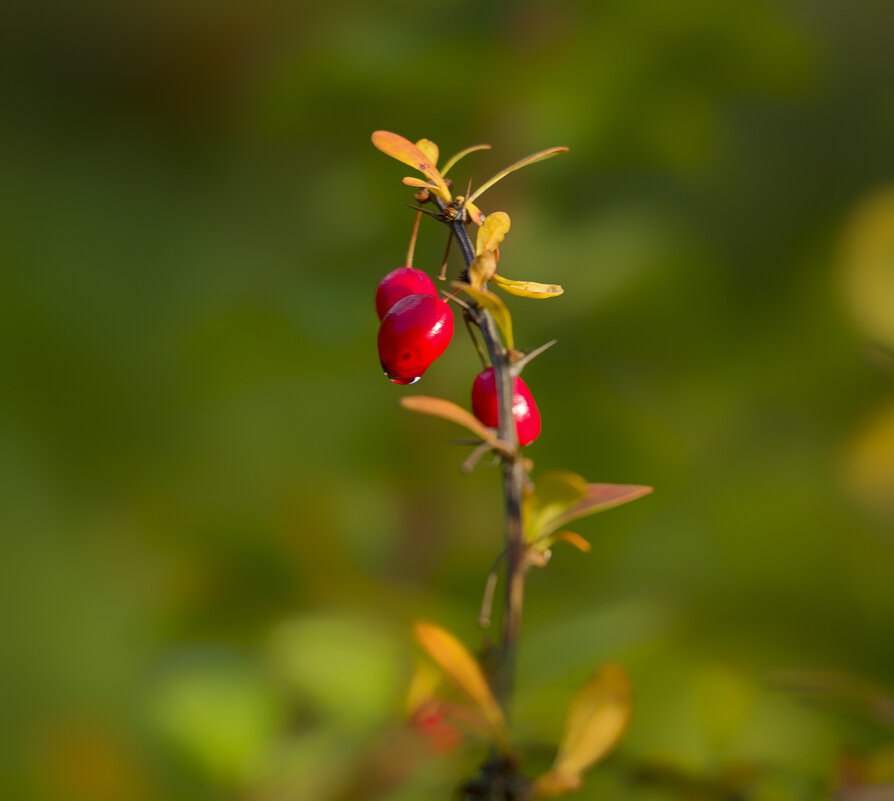 barberry - Zinovi Seniak