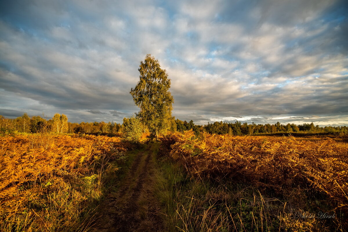 Красоты торфяного болота - Николай Гирш Красоты торфяного болота - Николай Гирш