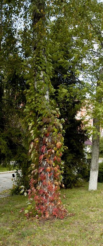 Осень. - Николай Сидаш