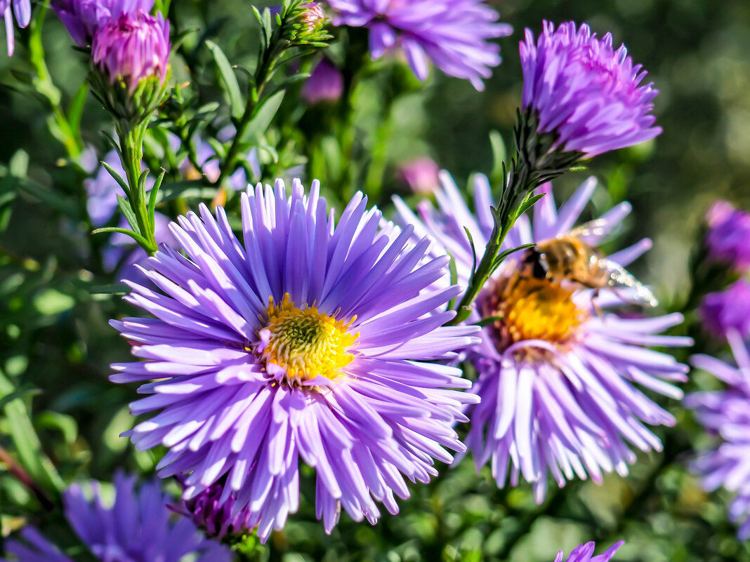 *** - Дмитрий *** - Дмитрий