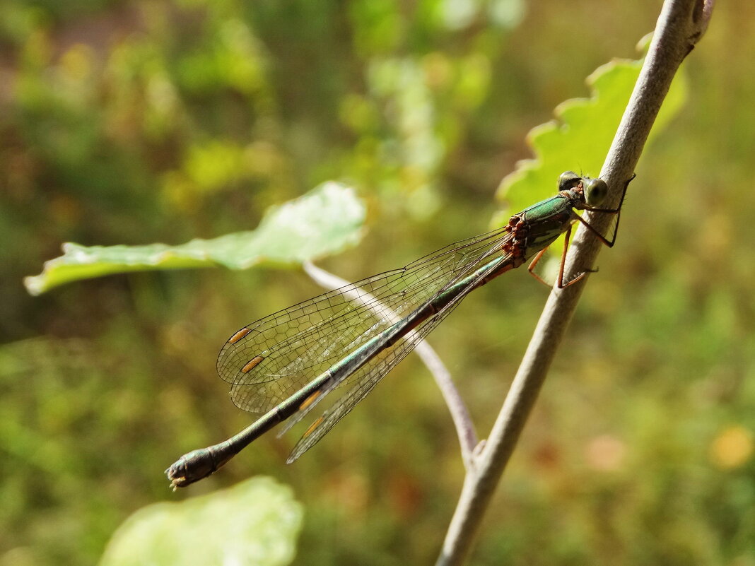 Lestes viridis — Лютка зеленая, или лютка большая - vodonos241 