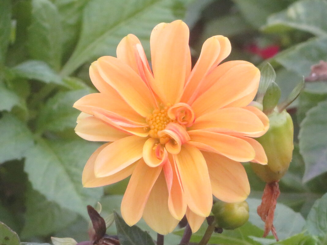 Чудесный - Митя Дмитрий Митя