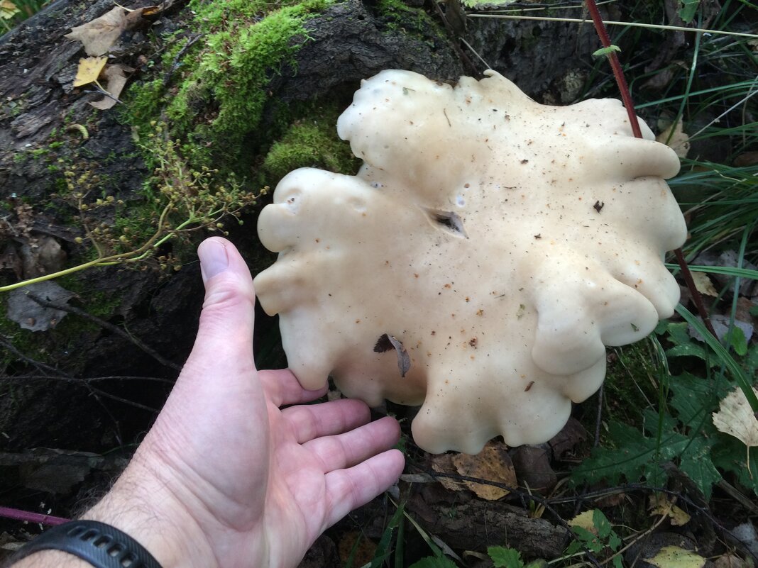 Вот такой грибок! - Виталий Селиванов Вот такой грибок! - Виталий Селиванов