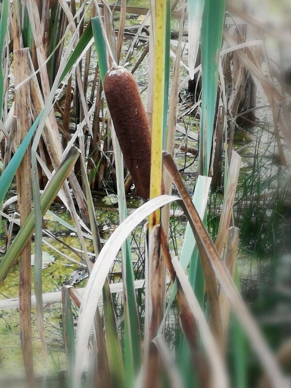 камыш - вика 